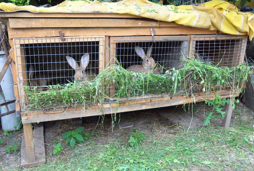 Выращивание кроликов как бизнес