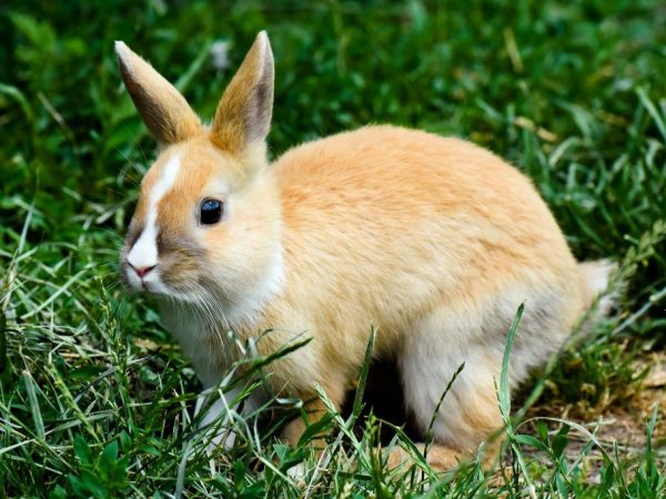 Вздутие живота у кроликов