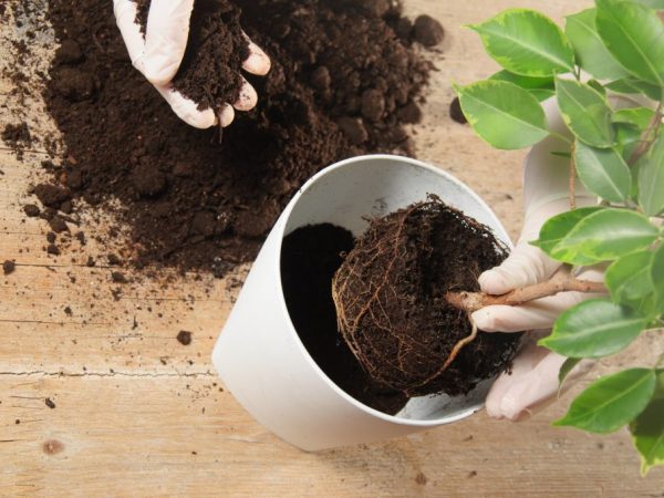Для посадки растений можно использовать универсальную почву для горшков
