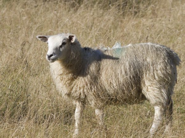 Бурятская овца