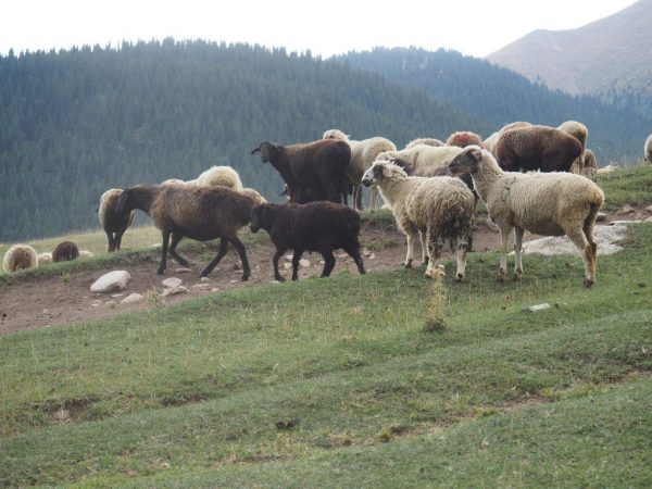 Тянь-шаньская разновидность овец