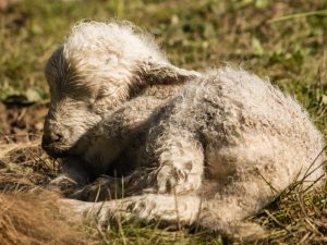 Профилактика и лечение ценуроза овец