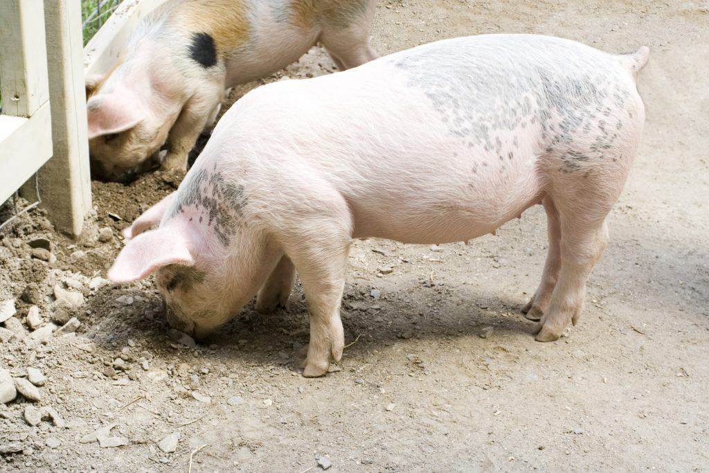 Как лечить чесотку у свиней?