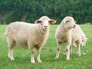 Характеристика овец цигайской породы