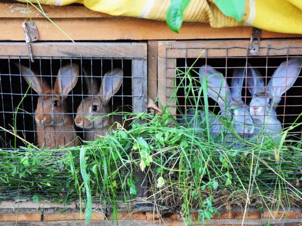 В Россошанском районе к концу лета появится ферма по разведению кроликов