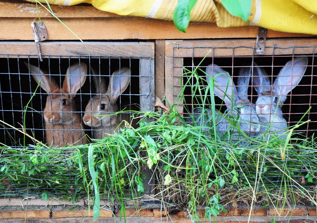 Как организовать небольшую кроличью ферму? | Фермер знает |