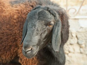 Характеристика овец и баранов Гиссарской породы