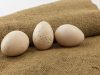 Особенности инкубации индюшиных яиц