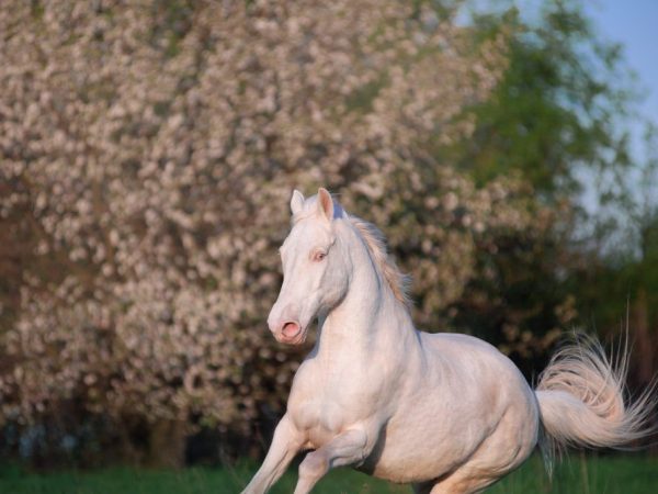 Характеристика породы Изабелловская лошадь