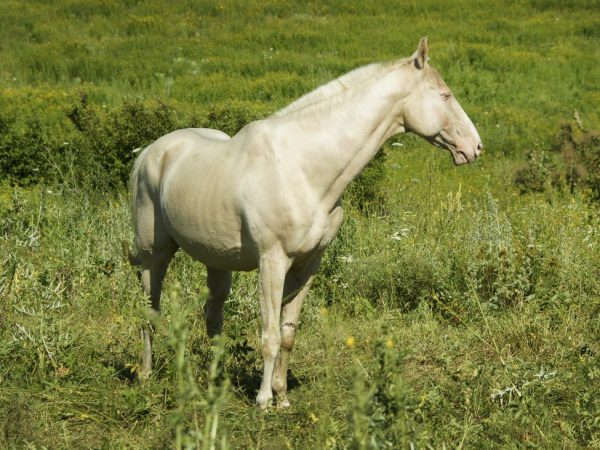 Внешний вид Изабелловой лошади