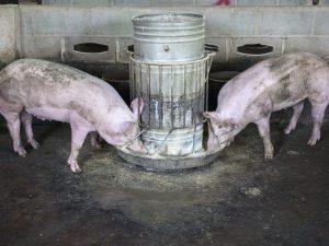 Как и чем кормить свинью на сало