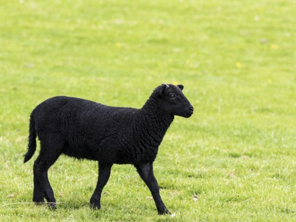 Карачаевская порода овец