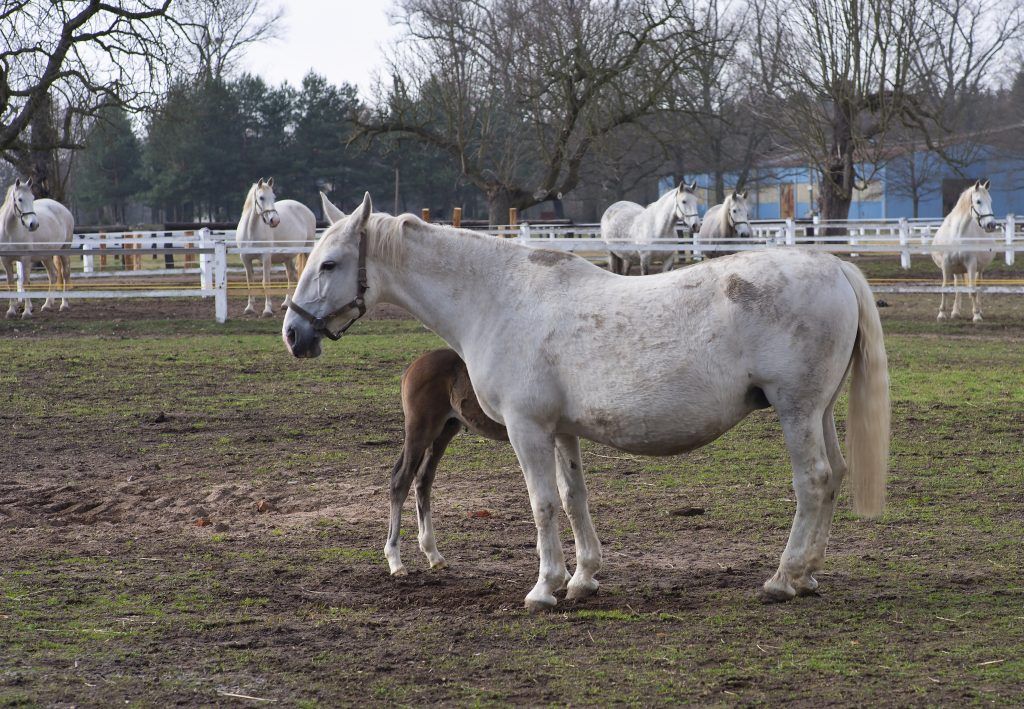 Характеристика лошадей Кладрубской породы