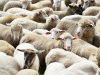 Как подобрать клички для овец и баранов