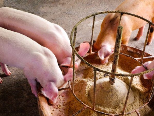 Рацион питания: хороший свиной корм и что давать месячным поросятам