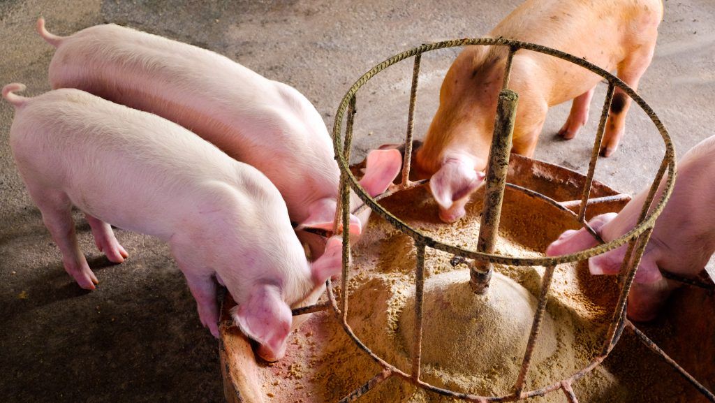 Комбикорм для свиней: состав, рецепты приготовления своими руками