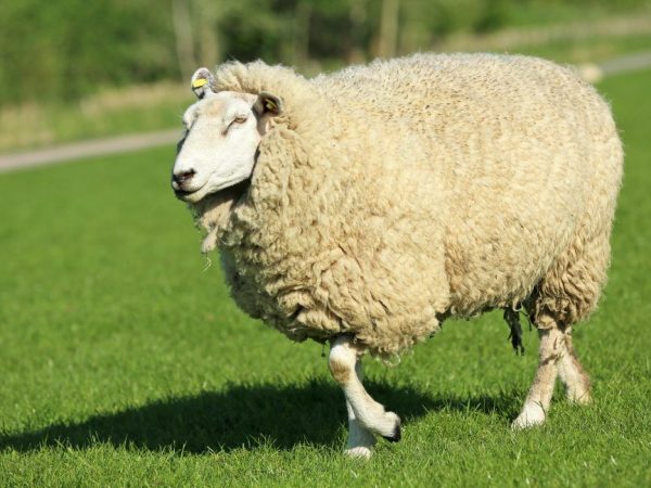 Характеристика Куйбышевской породы овец