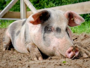 Миргородская порода свиней