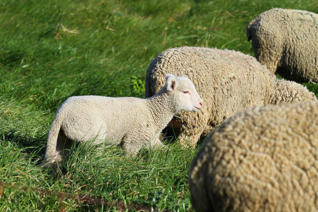 Овцы мясных пород характеристика