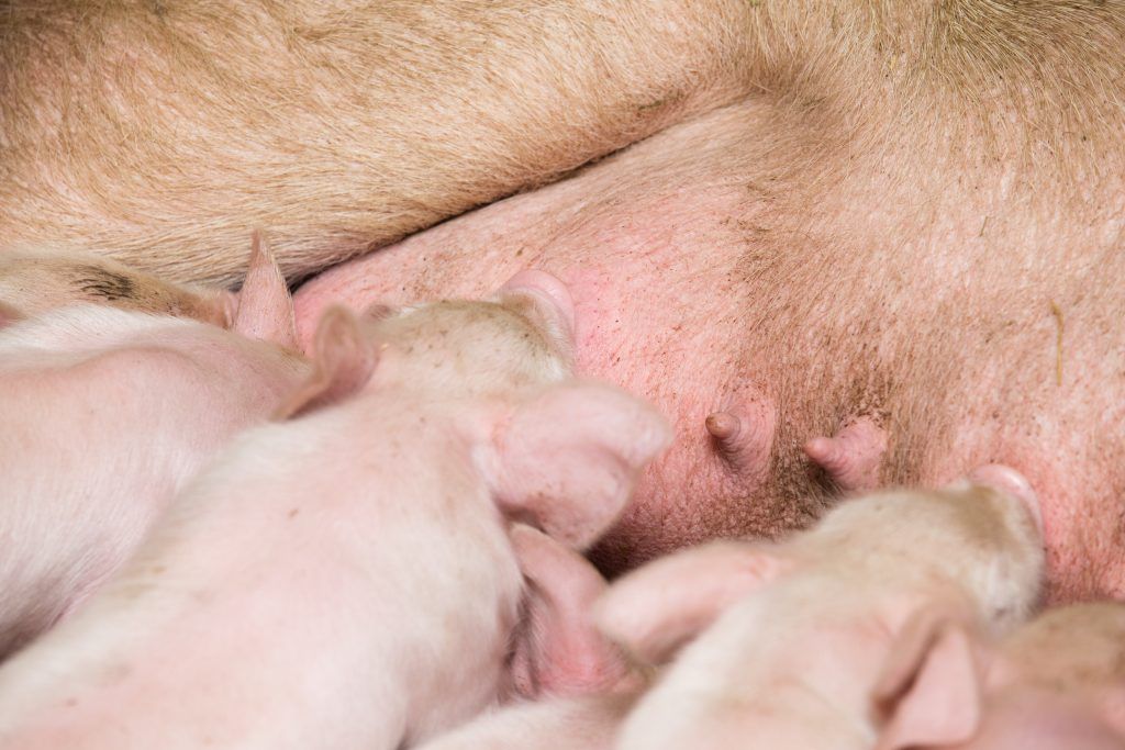 Сколько опоросов у свиньи. Родовспоможение у свиней.