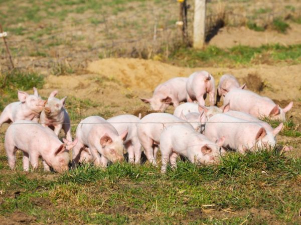 Выгодно ли выращивать свиней на мясо в домашних условиях