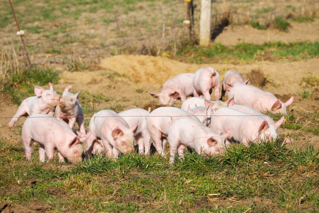 К чему снятся маленькие свиньи. Откорм свиней. Приснилось много свиней. Много свинок. Поросята со снится свиньей.