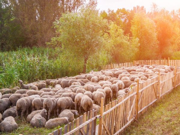 Овцеводство как бизнес