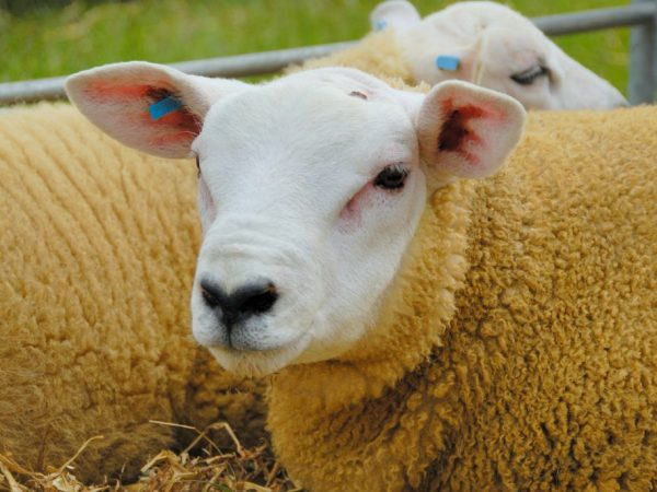 Характеристика овец породы Тексель