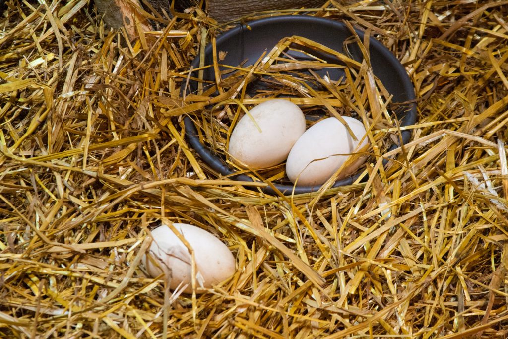 Овоскопирование цесариных яиц по дням фото