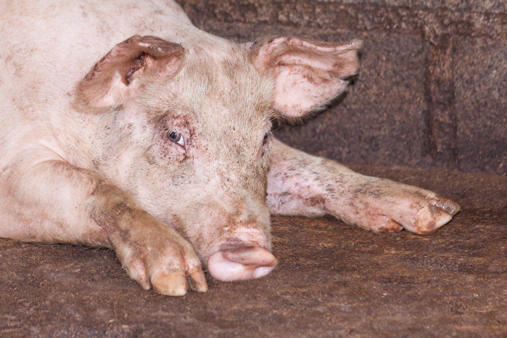 Пастереллез свиней вакцина против пастереллеза
