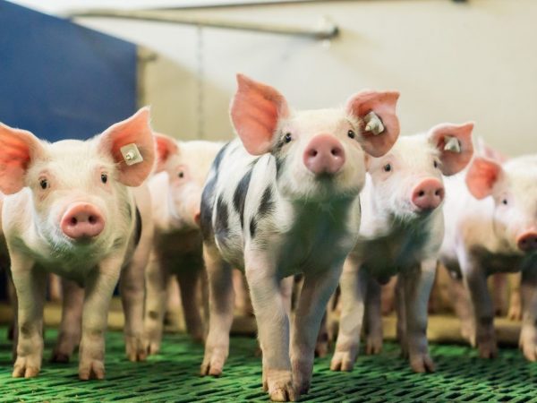 Подстилки для свиней