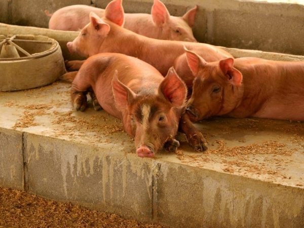Сарай для свиней своими руками: как построить надежное и удобное жилье для своих питомцев