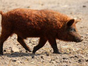 Порода свиней Мангал