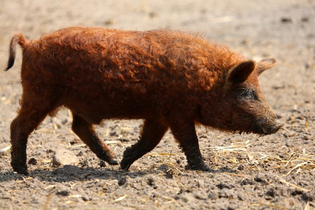 Порода свиней Мангал: описание, характеристика, фото