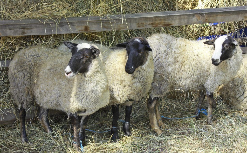 Как выращивать овец в домашних условиях?
