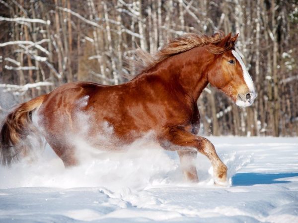 Лошадь породы Русский Тяжеловоз