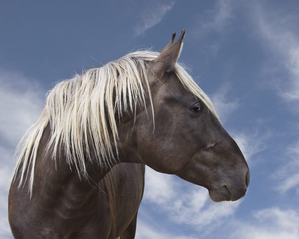 Лошадь скалистых гор: фото, характеристика, описание