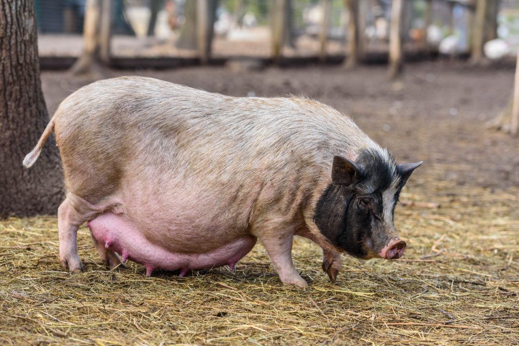 Сколько длится беременность у свиньи и как узнать, что свиноматка беременная, если в первый раз