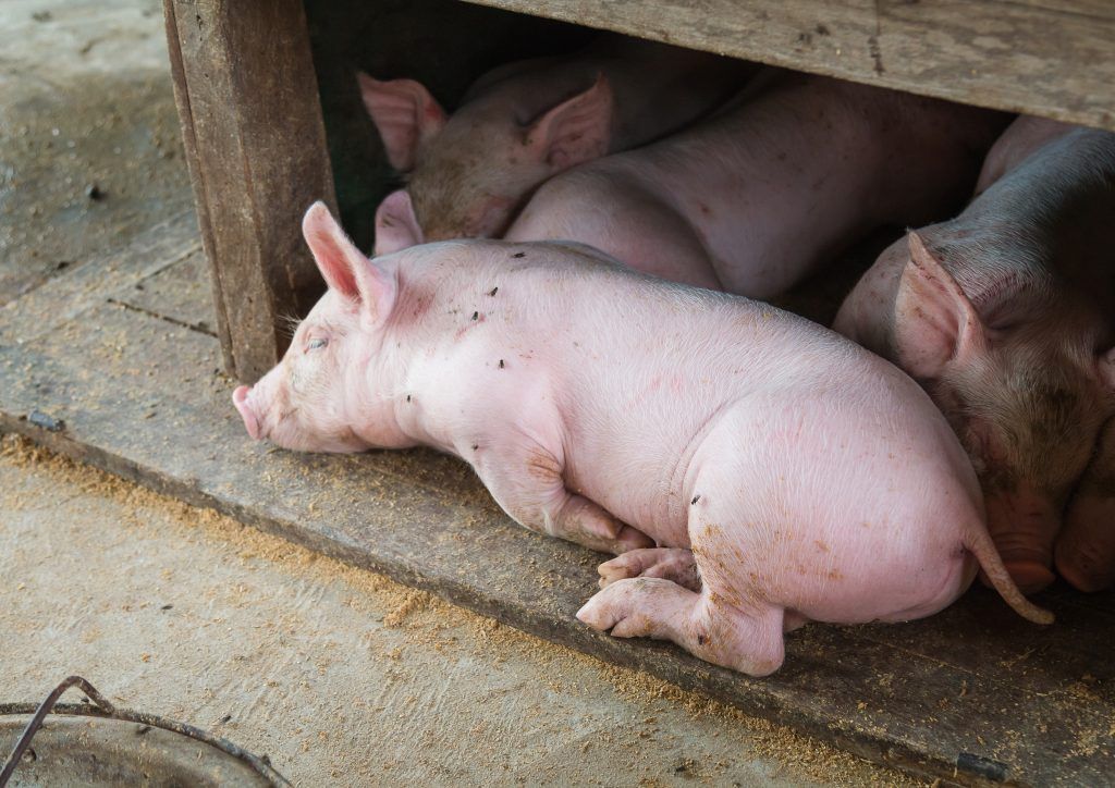 Продолжительность жизни свинки. Домашние поросята. Домашняя свинья. Сколько живут свиньи.