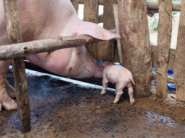 Содержание и уход за свиньями