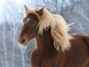Характеристика лошадей породы Советский Тяжеловоз
