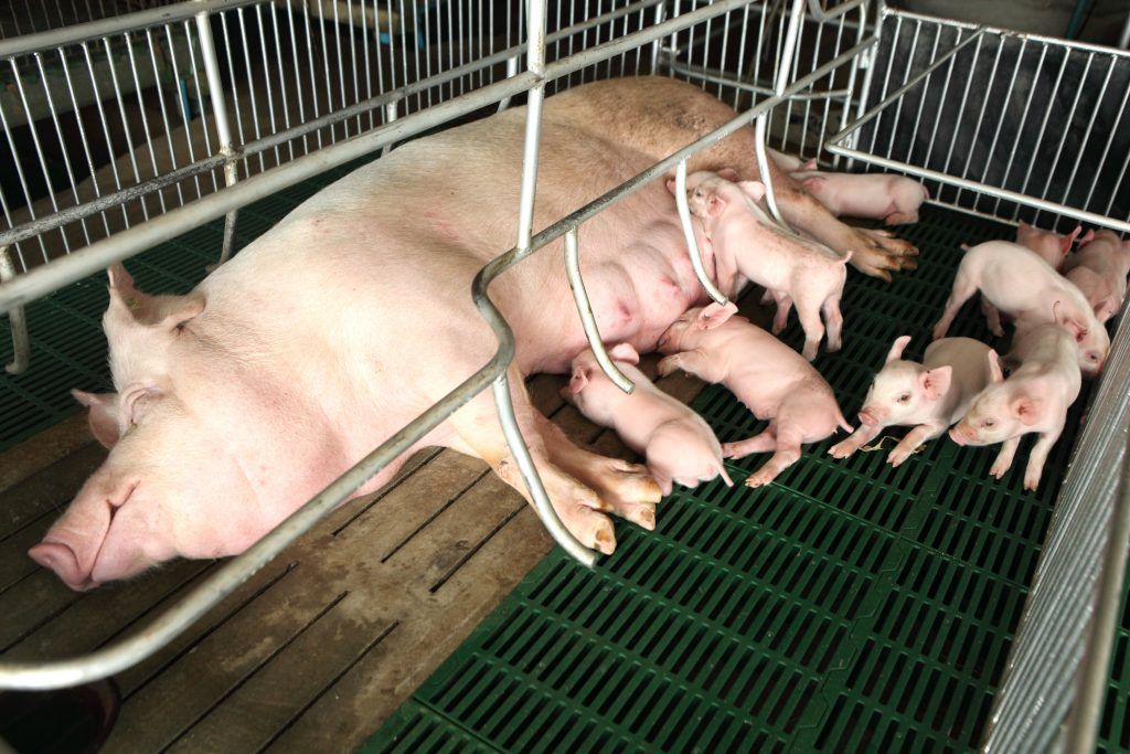 Кормушки для свиней: размеры, виды и способы изготовления