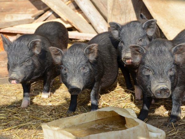 Содержание свиней: особенности выращивания в домашних условиях