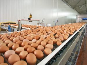 Увеличение яйценоскости фермерских индюшек