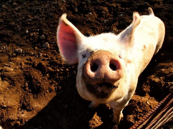 Лечение запора у свиней народными средствами thumbnail