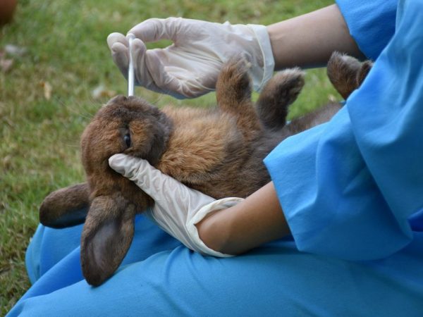 Вакцина Гамавит для кроликов