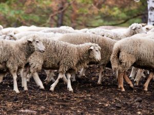 Правила овцеводства