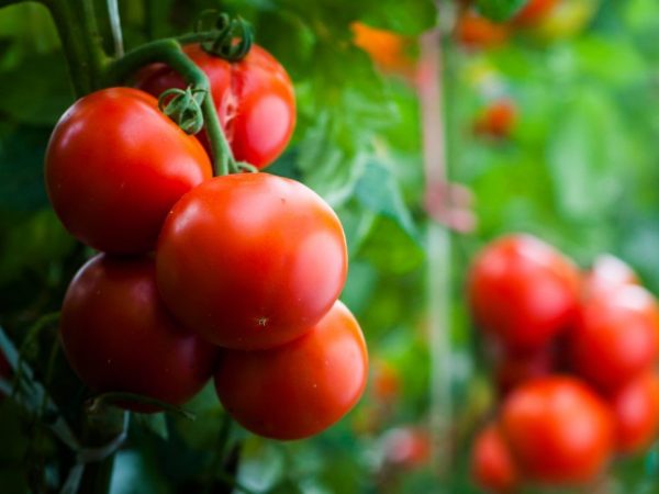 Урожайность томатов Пинк Парадайз