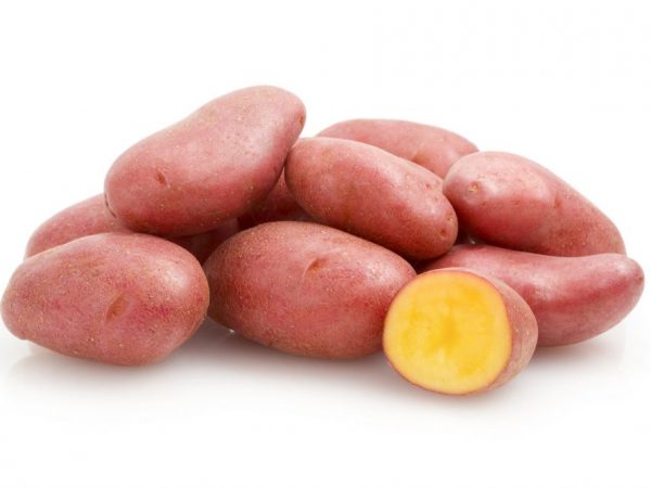 Характеристика картофеля Альвара