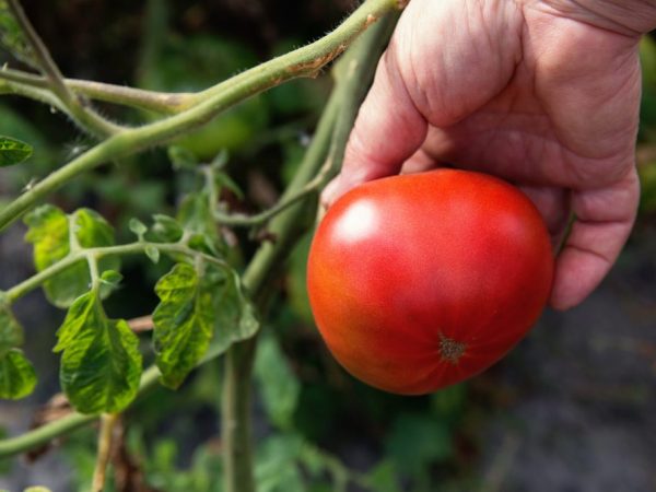 Характеристика сорта томатов Андреевский сюрприз